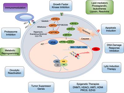 Targeting Host Cellular Factors as a Strategy of Therapeutic Intervention for Herpesvirus Infections